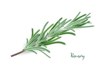 Green rosemary branch. Herb plants for cooking and flavor vector illustration. Botanical organic elements on white background. Realistic herbal spice ingredient