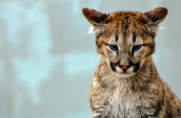 Learning Cub 