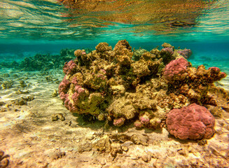 Fototapeta na wymiar Récif de corail du lagon de Maupiti, Polynésie française