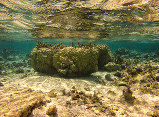 Patate de corail, lagon de Maupiti, Polynésie française