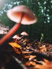 mushroom in the forest