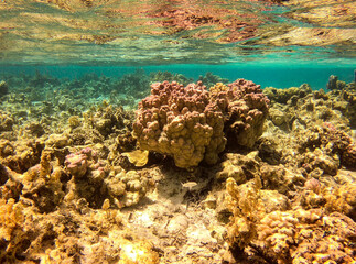 Récif de corail du lagon de Maupiti, Polynésie française