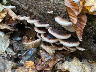 mushrooms in the forest
