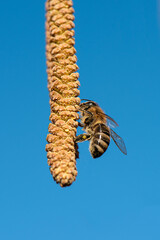 The bee is looking for pollen on a hazel flower in early spring. 