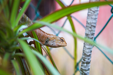 Close up of a cameleon in his natural habitat, Malaysia.