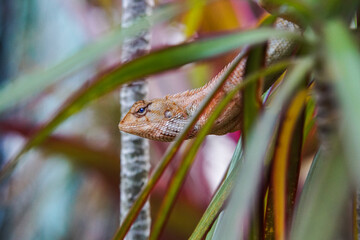 Close up of a cameleon in his natural habitat, Malaysia.