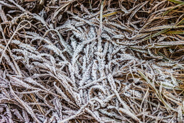 Drizzle on yellow dried grass in winter (Background, banner, Wallpaper, texture)