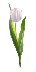 White tulip on white background. Realistic spring colorful flower vector illustration. Floral decorative plant with petals and green leaves in blossom. Gift for holiday, design for card