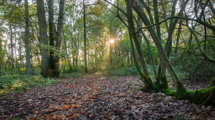 Obraz premium morning in the forest