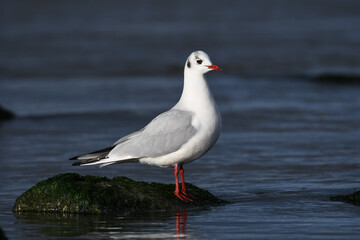 Obraz premium Black-headed gull standing on the rocks on the coast of Katwijk aan zee.