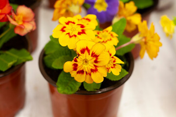 Primrose flower yellow with red in a pot