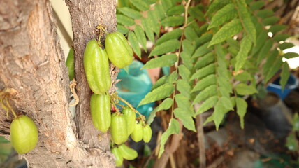 Averrhoa bilimbi It has a fresh green sour taste.