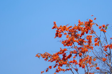Image of butea monosperma on the blue sky background. Orange flower.