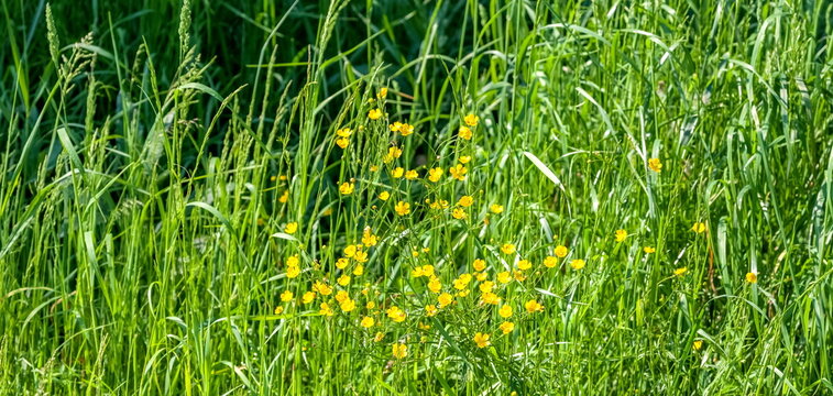 Yellow flowers on a background of green grass in summer