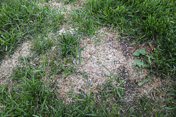 Laying grass seed down on bare grass patches