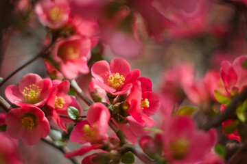 Naklejka na ściany i meble Spring pink flowers in the garden - cherry tree blossom
