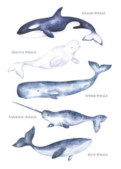 Watercolor Whales Set