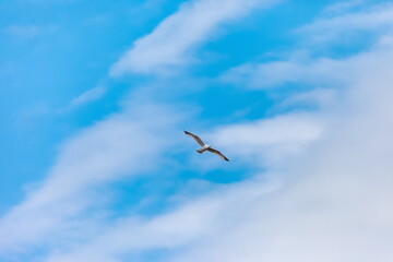 Flying bird river gull on the background of blue sky and white clouds (Background, banner, Wallpaper)