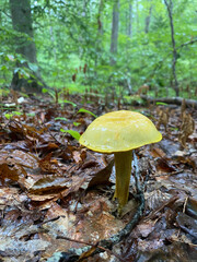 Fototapeta premium mushroom in the forest