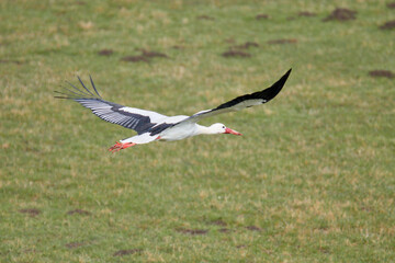 Fliegender Storch