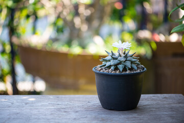 Ariocarpus fissuratus cactus in pot and flower