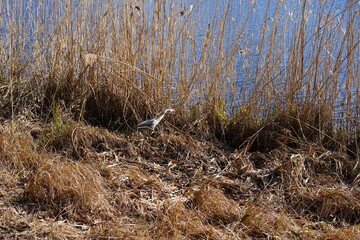 Sonnige Schilflandschaft mit Graureiher an einem See (Schlachtensee, Berlin)