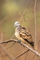 Image of zebra dove on a branch on nature background. Animal. Birds.