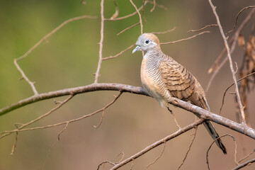 Image of zebra dove on a branch on nature background. Animal. Birds.
