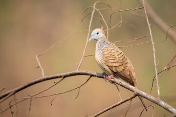 Image of zebra dove on a branch on nature background. Animal. Birds.
