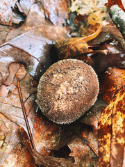 mushrooms in the forest