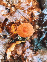 autumn leaves on the ground