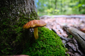 mushroom in the forest