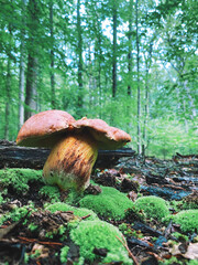 mushrooms in the forest