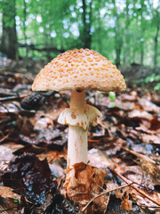 mushroom in the forest