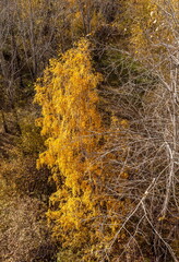 Yellow leaves on the branches of the birch tree in autumn . Background