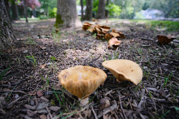 mushrooms in the forest