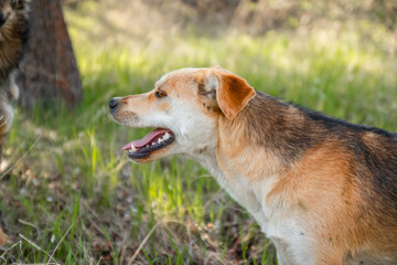 Cute playful white-brown dog or pet is playing and looking around in a park