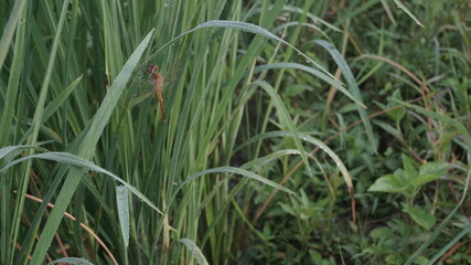 A dragonfly perched on a leaf of a paddy plant
