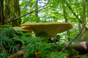 mushroom in the forest