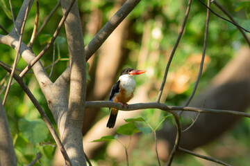 Black capped Kingfisher