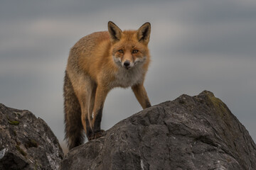 A red fox climbing over the rocks, photographed in the Netherlands.