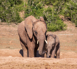 african elephant calf