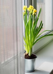 Hello spring. Waiting for spring. Home interior easter decoration. Yellow blooming daffodils in an aluminum pot on a windowsill. Spring background space for text