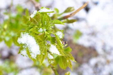Spring. Snow. Greenery. Bug