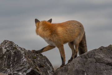 A red fox climbing over the rocks, photographed in the Netherlands.