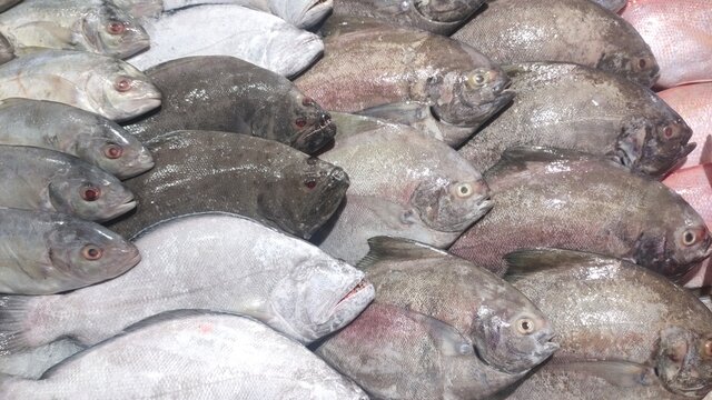 various types of sea fish in the market. baronang, snapper, tuna, mackarel