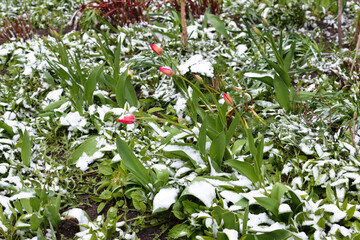 Red flowers (tulips) and snow. Side view