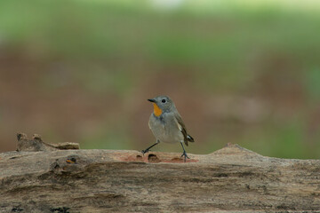 Black capped Kingfisher