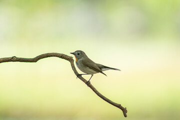 Red throated Flycatcher