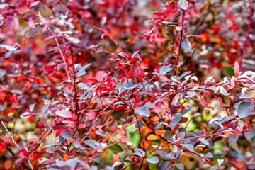 Red leaves and fruits on the branches of a dogwood Bush close-up in autumn . Background